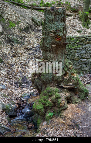 Facce scolpita in un ceppo di albero, Steckeschlääfer-Klamm, Binger foresta, Bingen sul Reno, Renania-Palatinato, Germania Foto Stock