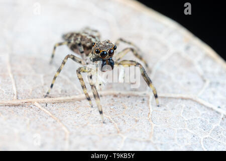 Frewena sp., un camoflaged jumping spider dall Australia con grandi occhi e palpi bianco Foto Stock