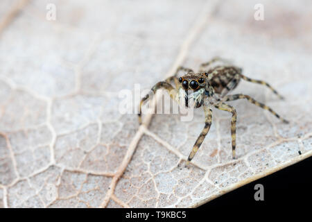 Frewena sp., un camoflaged jumping spider dall Australia con grandi occhi e palpi bianco Foto Stock