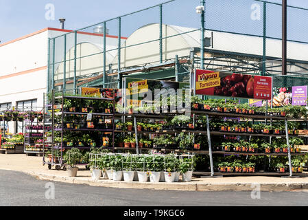 Rack con fiori per la vendita, Home Depot , Philadelphia, Stati Uniti d'America Foto Stock