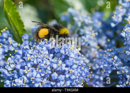 Lavoratore Bombus pratorum (Inizio Bumblebee) raccogliere il polline di un lilla californiano (Ceanothus) in primavera (maggio) nel West Sussex, Regno Unito.Bee. I bombi. Foto Stock