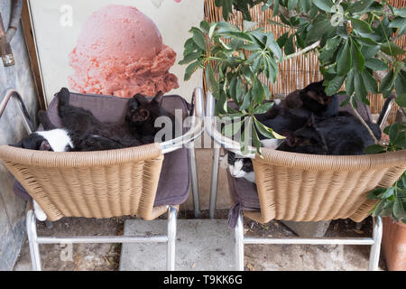 I gatti randagi in Corfu, Grecia Foto Stock