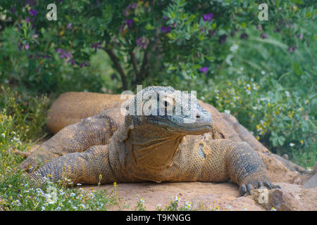 Drago di Komodo (Varanus komodoensis) close up Foto Stock