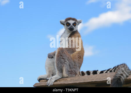 Anello lemure codato (Lemur catta) Foto Stock