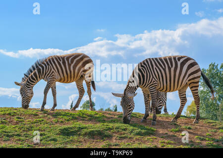 Grant' s zebre (Equus quagga bοehmi) Foto Stock