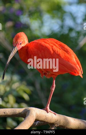 Scarlet Ibis (Eudocimus ruber) seduto su un ramo Foto Stock