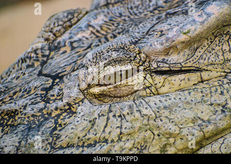 Coccodrillo del Nilo (Crocodylus niloticus) occhio particolare