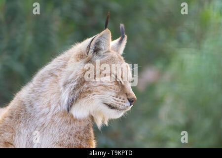 Lince euroasiatica close up ritratto di testa Foto Stock