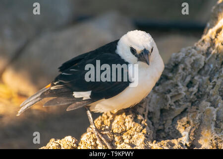 Testa bianca Buffalo weaver (Dinemellia dinemelli) Foto Stock