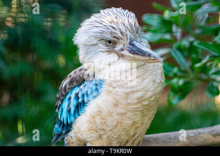 Blue Winged Kookaburra (Dacelo leachii) uccello femmina Foto Stock