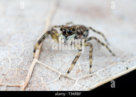 Frewena sp., un camoflaged jumping spider dall Australia con grandi occhi e palpi bianco Foto Stock