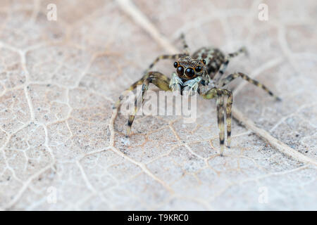 Frewena sp., un camoflaged jumping spider dall Australia con grandi occhi e palpi bianco Foto Stock