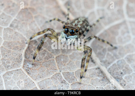 Frewena sp., un camoflaged jumping spider dall Australia con grandi occhi e palpi bianco Foto Stock