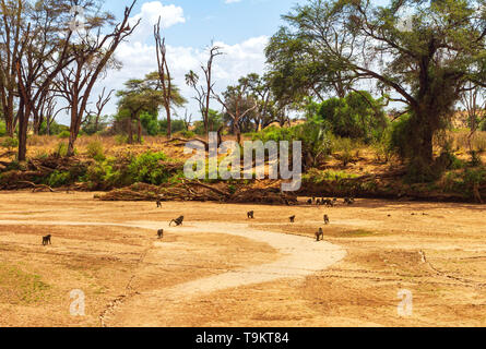 Grande oliva truppa babbuini, anubis babbuini, papio anubis, con neonati, seduta in esecuzione su asciutto riverbed Ewaso Ng'iro river, Samburu riserva nazionale, K Foto Stock