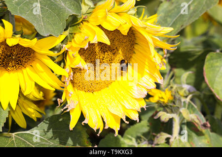 Close up di giallo girasole (Helianthus annuus) bloom e foglie verdi in contrasto con il blu del cielo prima di dissolvenza in autunno - Brüggen, Germania Foto Stock