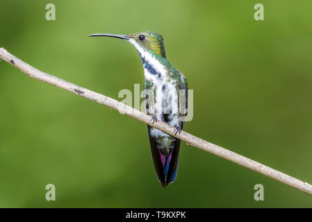 Femmina nero-throated Mango, Hummingbird, Anthracothorax nigricollis, Yerette's galleria Hummingbird, Porto di Spagna, Trinidad e Tobago Foto Stock