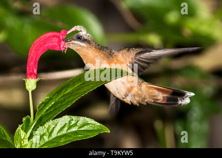 Rufous-breasted eremita o hairy eremita, Glaucis hirsutus, Hummingbird, Tobago Trinidad e Tobago: il polline di una testa spazzolatrice per aiutare la fecondazione Foto Stock