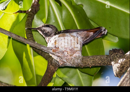 Femmina, Ruby-topaz hummingbird, Chrysolampis mosquitus, sul nido , Tobago Trinidad e Tobago Foto Stock