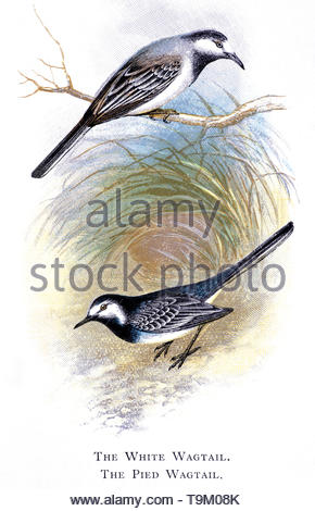 White Wagtail (Motacilla alba) e il Pied Wagtail (Motacilla alba), Illustrazione vintage pubblicato in 1898 Foto Stock