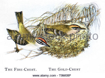 Firecrest (Regulus ignicapillus) e Goldcrest (Regulus regulus), Illustrazione vintage pubblicato in 1898 Foto Stock