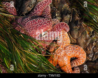 Ocra delle stelle di mare aggrappato ad una roccia con la bassa marea, Tofino, della Columbia britannica in Canada Foto Stock