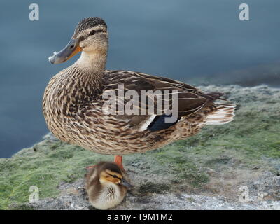 Mallard duck con un singolo anatroccolo su roccia lungo la riva Foto Stock