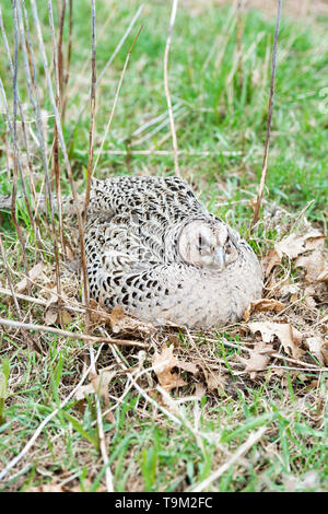 Una gallina Ringneck pheasant su un nido di uova in Sud Dakota Foto Stock