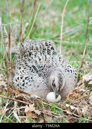 Una gallina Ringneck pheasant su un nido di uova in Sud Dakota Foto Stock