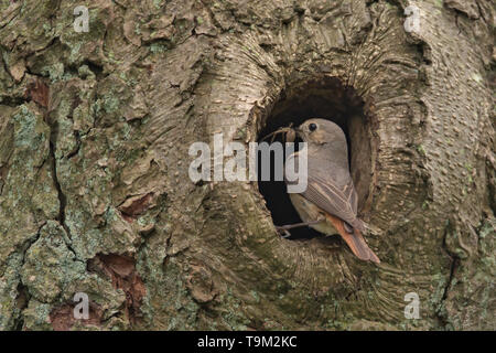 Redstart femmina con un ragno per alimentare i suoi pulcini Foto Stock