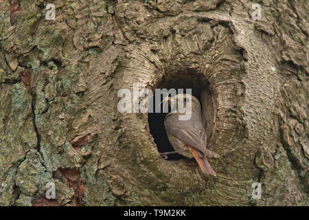 Redstart femmina con un ragno per alimentare i suoi pulcini Foto Stock