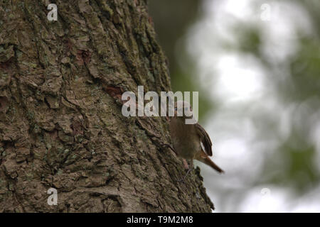 Redstart femmina con un ragno per alimentare i suoi pulcini Foto Stock