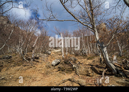 Demerdji, Repubblica di Crimea - Aprile 1, 2019: Valle dei fantasmi in mountain range Demerdzhi nei pressi di Alushta sulla penisola di Crimea Foto Stock