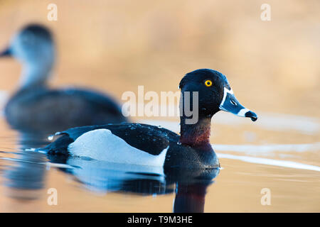 Un Anatra Ringnecked sulla zona umida a molla Foto Stock