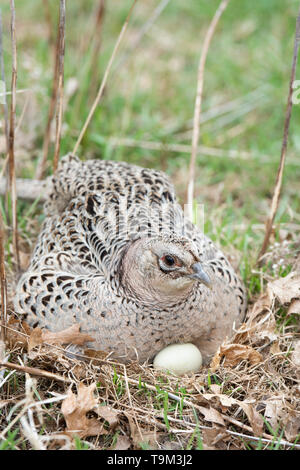 Una gallina Ringneck pheasant su un nido di uova in Sud Dakota Foto Stock