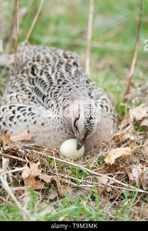 Una gallina Ringneck pheasant su un nido di uova in Sud Dakota Foto Stock