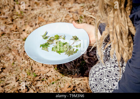 Persona che raccoglie giovani foglie di goutweed fresche per il cibo in natura in primavera, Nord Europa. Egopodium podagraria comunemente chiamato sambuco. Foto Stock