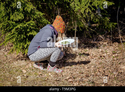 Persona che raccoglie giovani foglie di goutweed fresche per il cibo in natura in primavera, Nord Europa. Egopodium podagraria comunemente chiamato sambuco. Foto Stock