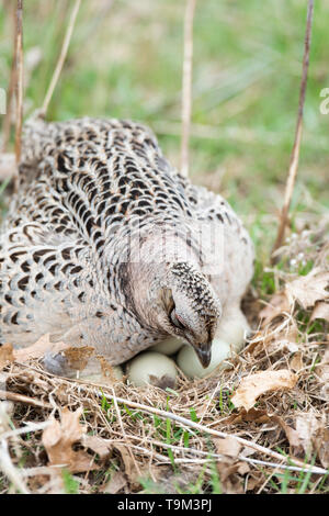 Una gallina Ringneck pheasant su un nido di uova in Sud Dakota Foto Stock