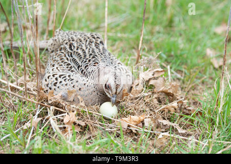 Una gallina Ringneck pheasant su un nido di uova in Sud Dakota Foto Stock