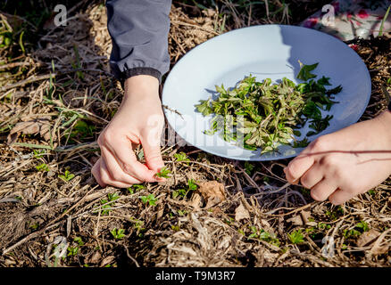 Persona che raccoglie giovani foglie di goutweed fresche per il cibo in natura in primavera, Nord Europa. Egopodium podagraria comunemente chiamato sambuco. Foto Stock