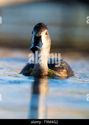 Un Anatra Ringnecked sulla zona umida a molla Foto Stock