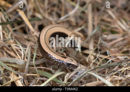 Baby (bambino) slow worm (Anguis fragilis), una lucertola legless specie di rettili NEL REGNO UNITO Foto Stock