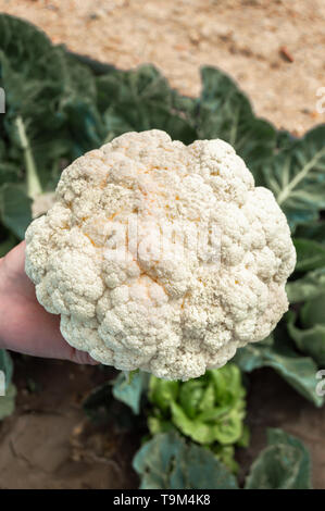 Organici di cavolfiore bianco appena raccolto da un orto ecologico. Agricoltore detiene il cavolfiore nel campo, sfondo con impianto di cavolfiore Foto Stock