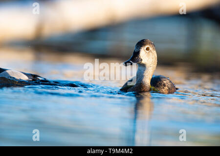 Un Anatra Ringnecked sulla zona umida a molla Foto Stock