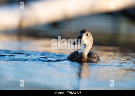 Un Anatra Ringnecked sulla zona umida a molla Foto Stock