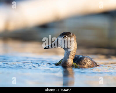 Un Anatra Ringnecked sulla zona umida a molla Foto Stock