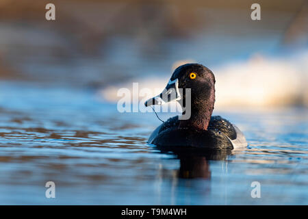 Un Anatra Ringnecked sulla zona umida a molla Foto Stock