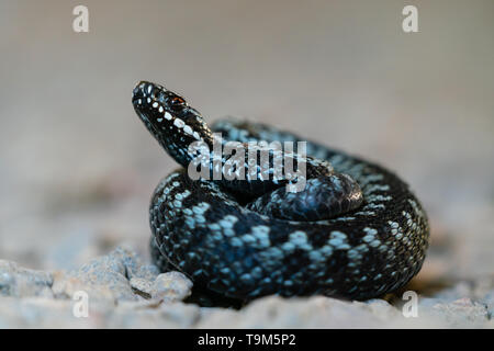 Vipera comune avvolto su un sentiero di ghiaia Foto Stock
