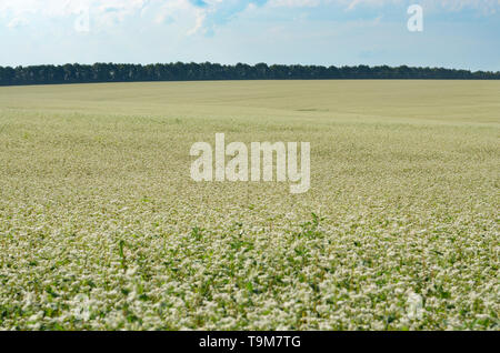 Campo di grano saraceno sotto nuvoloso cielo blu giorno di estate Foto Stock