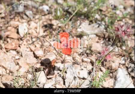 Fiore di papavero Papaver dubium Foto Stock